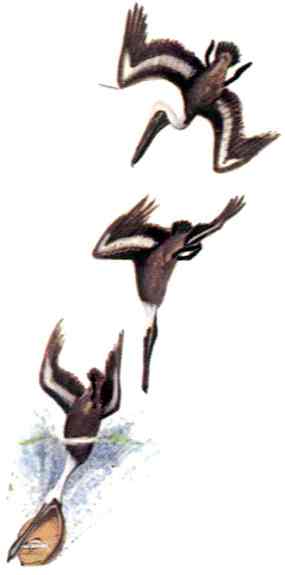 Nazorna kresba loviciho pelikana (8 kB)