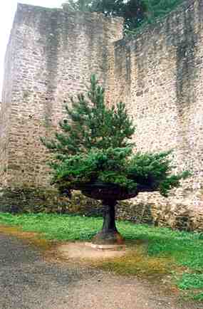 Strom ped branami hradu Klenov (15 kB)