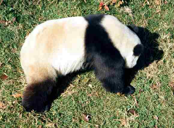 Panda je mohutný medvídek (26 kB)