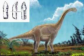 Marylandsk dinosaur v kresb umlce a zuby (8 kB)