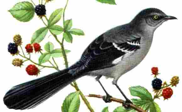 Mockingbird - drozd mnohohlasn - z knky (11 kB)