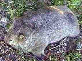 Pejet wombat (10 kB)