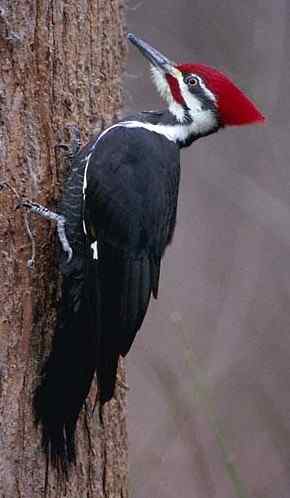 Datel Pileated Woodpecker - Dryocopus pileatus (12 kB)