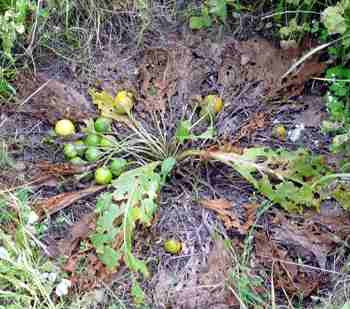 Rostlina mandragory vytv kolem sebe kruh, kde tm nic neroste (16 kB)