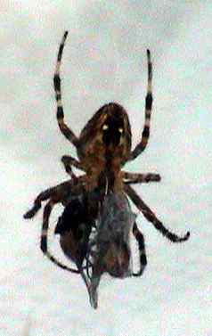 Pavouk za oknem v kuchyni (8 kB)