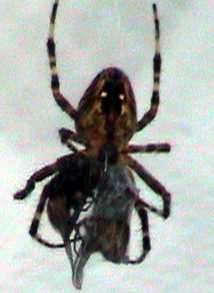Pavouk drc svzanou mouchu (7 kB)
