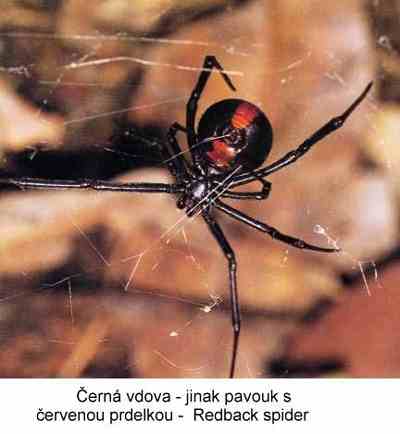 Červená vdova - jinak pavouk s červenou prdelkou - Redback Spider (13 kB)
