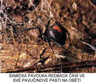 Samička pavouka Redback číhá ve své pavučinové pasti na oběti (22 kB)