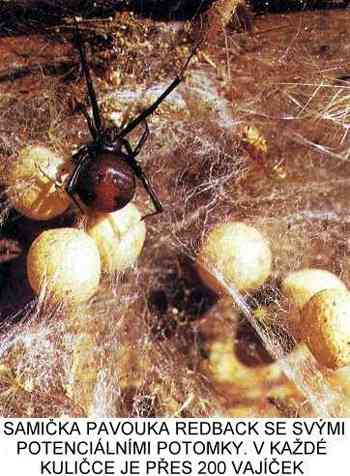 Samička pavouka Redback se svými potenciálními potomky - v každé kuličce je přes 200 vajíček (25 kB)