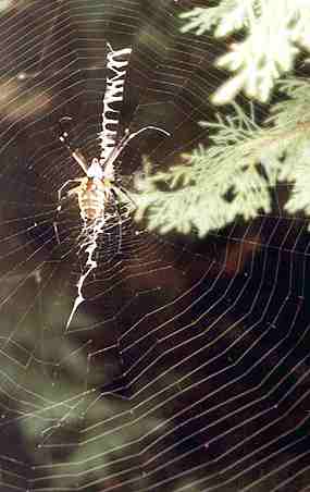 Druh pavouk - Argiope - a jeho pavuina (13 kB)