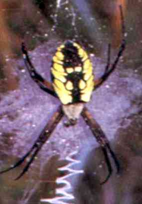 Pavouk z m knky - Black and yellow Argiope (9 kB)