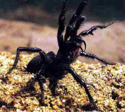 Útočící sameček pavouka funnelweb (15 kB)
