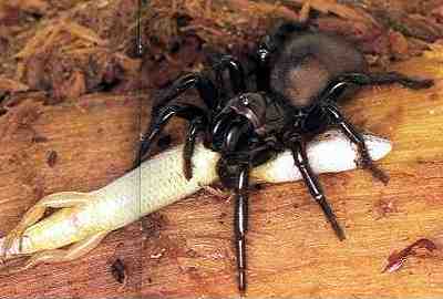 Pavouk funnelweb s ještěrkou, jako kořistí (12 kB)