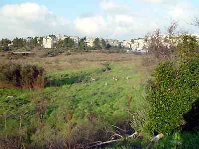 Gazely uzavřené silnicí do zeleně v jeruzalémské čtvrti Katamon (13 kB)