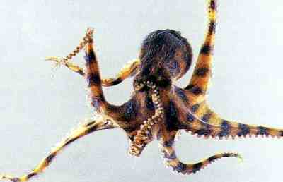 Chobotnice modrokroužková - blue-ringed octopus (7 kB)
