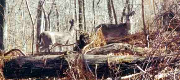 Dospělí jelenci v lese v Marylandu (18 kB)
