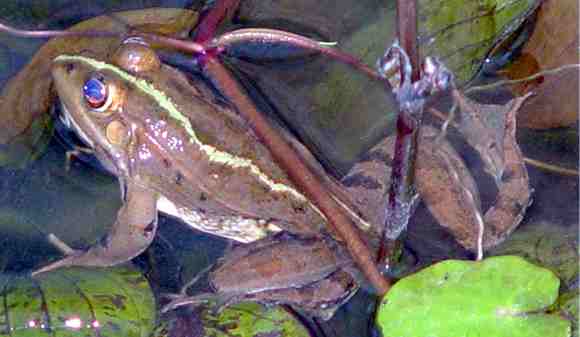 Pruh na zádech a oči vyvalené jako žaba (18 kB)