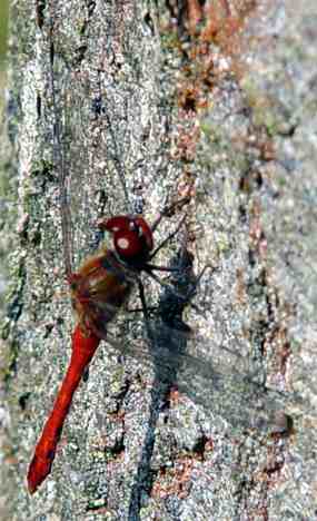 Vážka rudá na kůře stromu (20 kB)