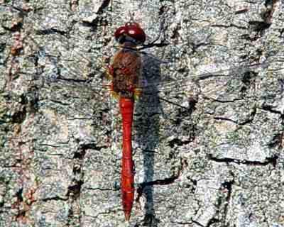 Vážka rudá na kůře stromu o kousek výše (22 kB)
