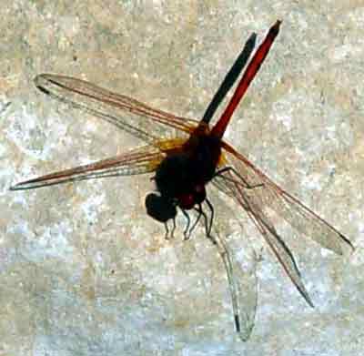 Červený sameček Trithemis artherosa (13 kB)
