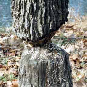 Starý okus okolo kmene na stromě (13 kB)