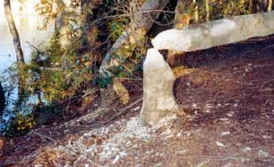Bobrem skácený strom v Merkle Wildlife Sanctuary v Marylandu (14 kB)