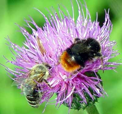 Čmelák luční - Bombus pratorum - a včela medonosná - Apis mellifera - na květu v Luhačovicích (22 kB)