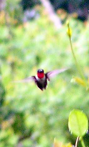 Kolibří sameček letí (12 kB)