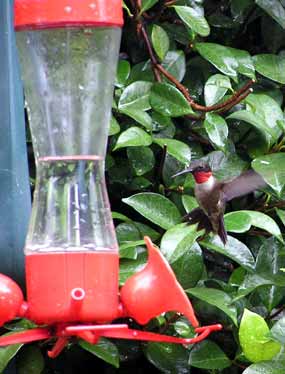 Kolibří sameček se třepetá u krmítka (18 kB)