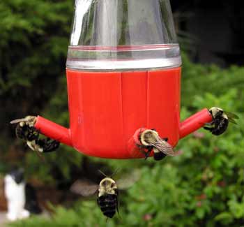 Čmeláci okupují krmítko pro kolibříky (11 kB)