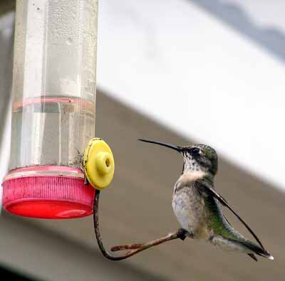 Kolibřík dosedl u krmítka (10 kB)