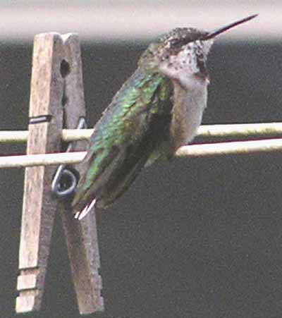 Kolibřík je menší než kolíček na prádlo (14 kB)