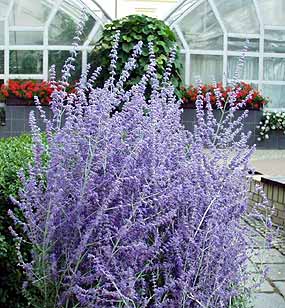 Botanick zahrada prodovdeck fakulty v Brn: melci maj rdi modr rostliny, protoe tuto barvu dobe rozeznvaj (26 kB)