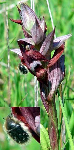 Chlupat brouci v kvtech orchideje Serapias vomeracea (24 kB)