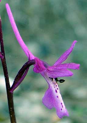 Pohled na kvt orchideje z boku - i mravence kvt zaujal (9 kB)