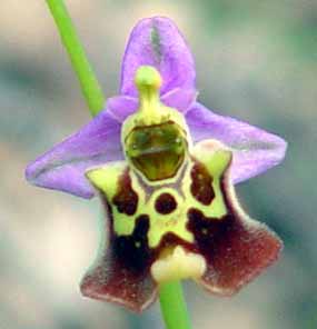 Kvt orchideje v nadivotn velikosti (8 kB)