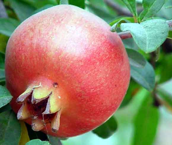 Zral grantov jablko lze ji utrhnout ke sndku (18 kB)
