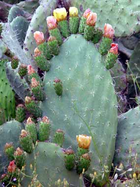 Kaktus kvete (18 kB)
