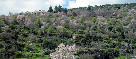 Na Svahu Satafu jsou stovky strom, vybarvench svni kvty do bla i rova (25 kB)