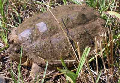 Kajmanka drav - Snapping turtle (21 kB)